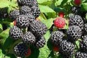 Black Jewel Raspberry 2l pot available in September 2024