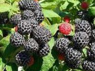 main image for ad Black Jewel Raspberry 2l pot available in September 2024