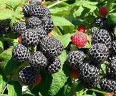 Black Jewel Raspberry 2l pot available in September 2024