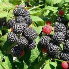 Black Jewel Raspberry 2l pot available in September 2024