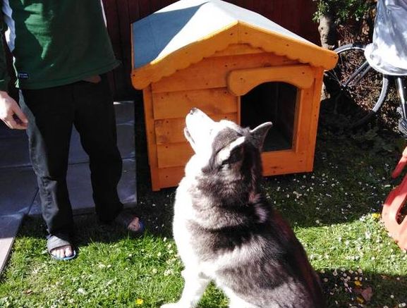 Heavy duty dog kennels all sizes