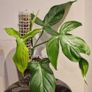 Philodendron Composportoanum leaf cutting Image 6