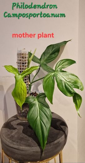 Philodendron Composportoanum leaf cutting