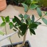 Olive Bonsai trees x 3 Image 8