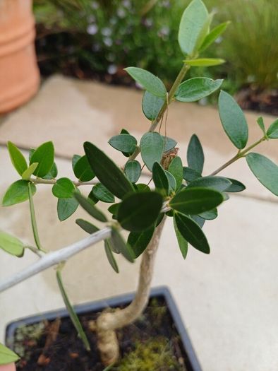 Olive Bonsai trees x 3