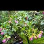 garden plants Image 7