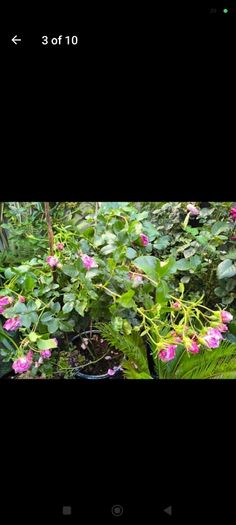garden plants