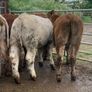 10 suckler bred heifers Image 2