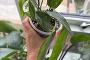 epipremnum variegata