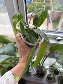 epipremnum variegata