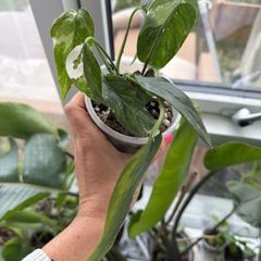 epipremnum variegata