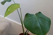 Monstera