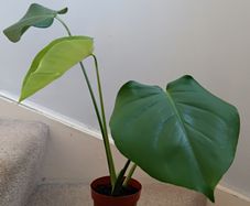 Monstera