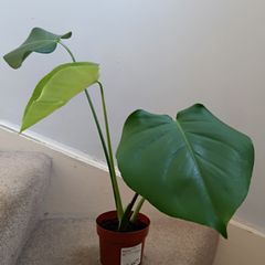 Monstera