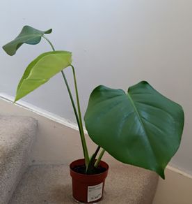 Monstera