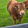 Pedigree Limousin Bulls Image 9