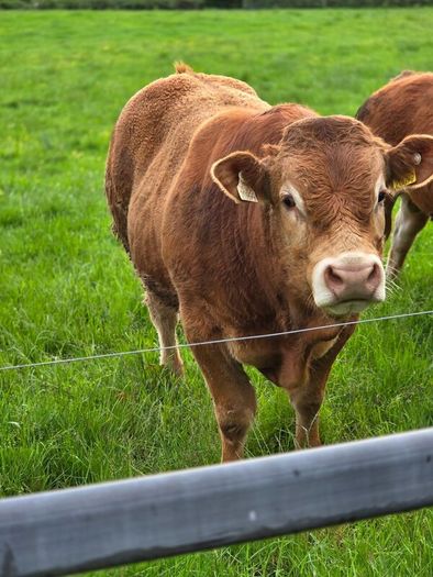 Pedigree Limousin Bulls