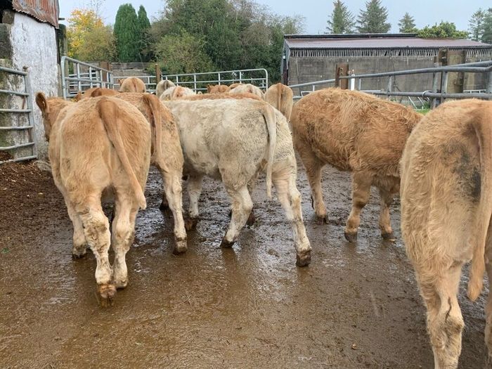 35 super 380kg charlaois heifers