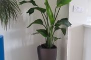 strelitzia nicolai