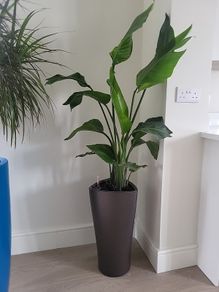 strelitzia nicolai