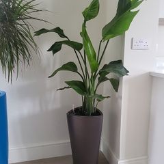 strelitzia nicolai