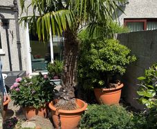 Palm - Trachycarpus fortunei, also known as the Chusan palm, Chinese windmill palm