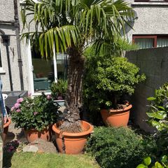 Palm - Trachycarpus fortunei, also known as the Chusan palm, Chinese windmill palm