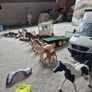 Schleich Horses Image 8