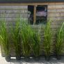 Artificial plants Image 2