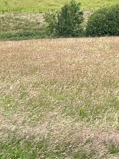 Hay Round bales Itilian rye grass