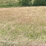 Round bales Image 2