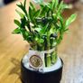 Lucky Bamboo in 10cm pot and 20cm in height Image 4