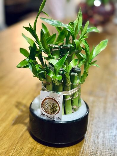 Lucky Bamboo in 10cm pot and 20cm in height