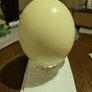 Ostrich egg Image 2