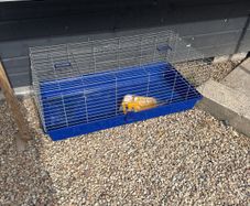 pet cage