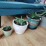 Houseplant Image 2