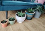 Houseplant- Zebra Haworthia