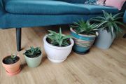 Houseplant- Zebra Haworthia