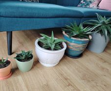 Houseplant- Zebra Haworthia