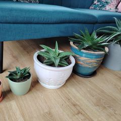 Houseplant- Zebra Haworthia