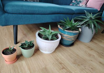 Houseplant- Zebra Haworthia