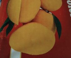 Fresh mangos