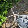 Vintage Old Gentleman's Bicycle with Original Parts Image 8