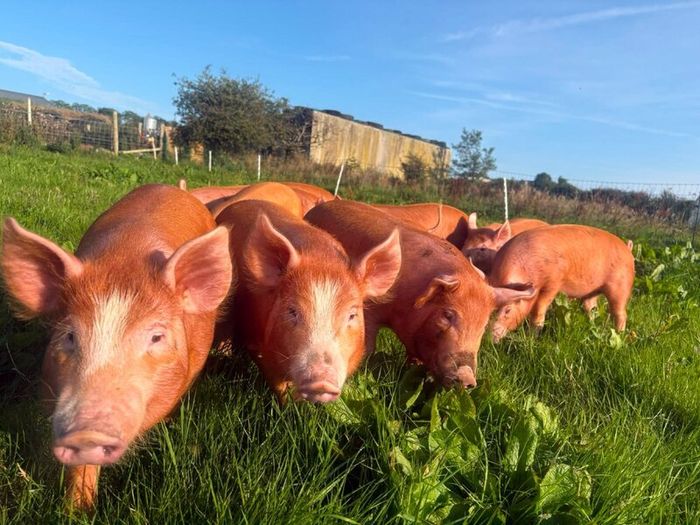 Tamworth weaners
