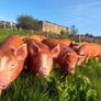 Tamworth weaners Image 3