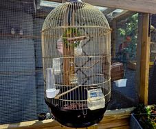 Brass bird cage