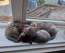 pet adoption