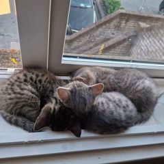 pet adoption