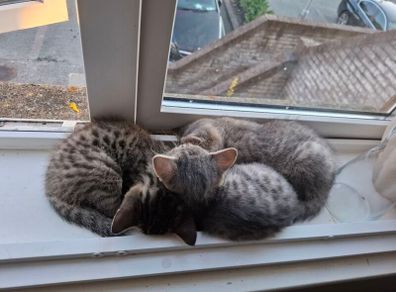 pet adoption