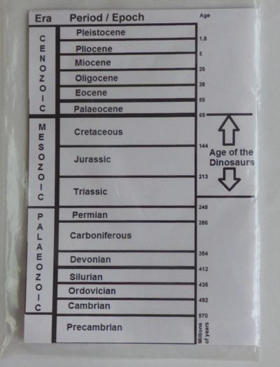 Dinosaur Fossils